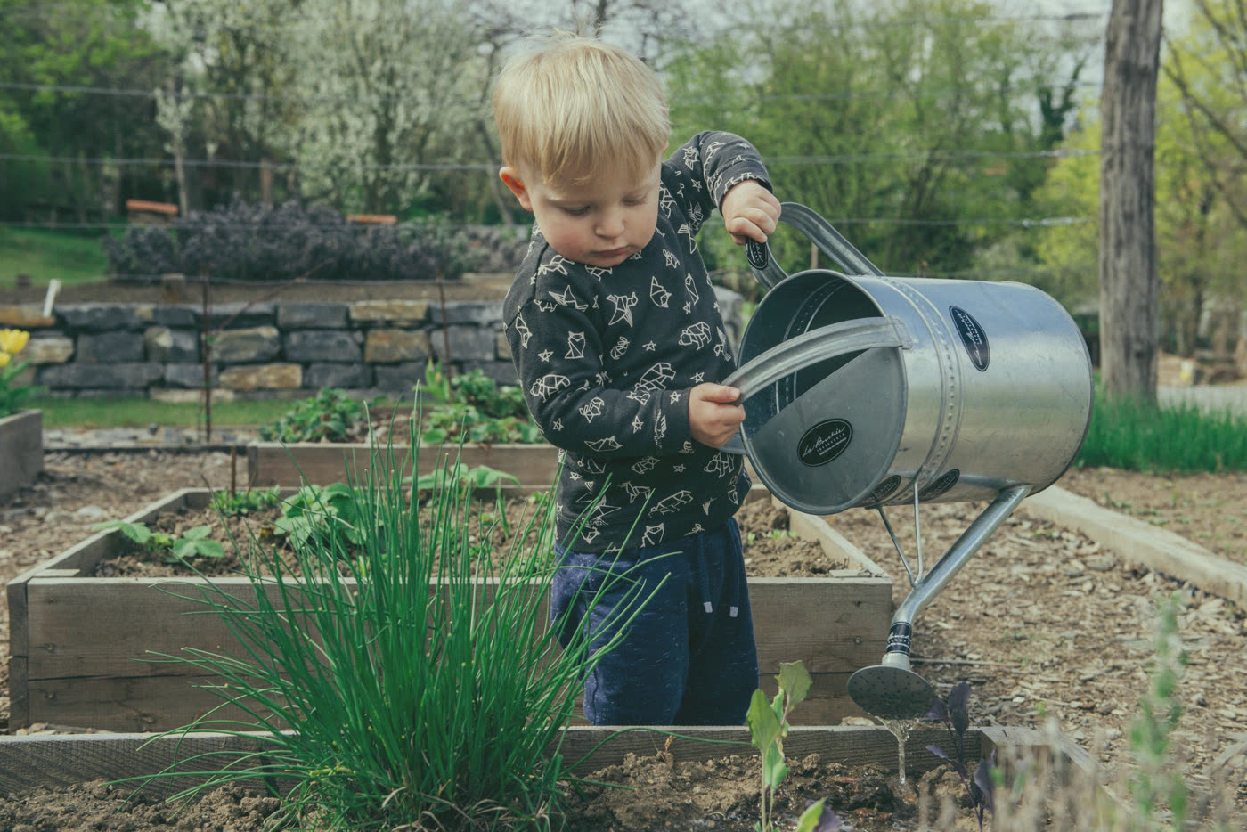A toddler watering a vegetable garden with a metal watering can.